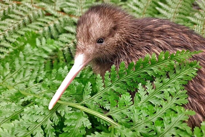 Kiwi Night Encounter at Nga Manu Nature Reserve — Nighttime Kiwi Viewing Near Wellington