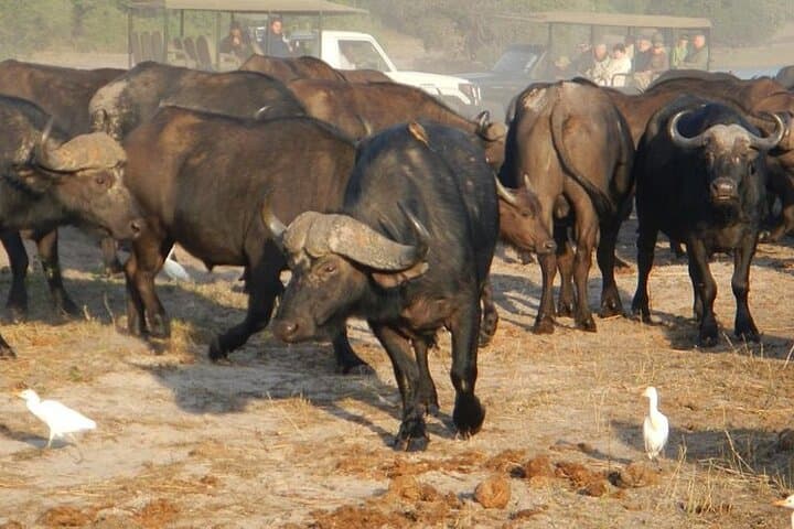 Chobe Day Trip from Livingstone — Kasane Safari & Chobe River Cruise