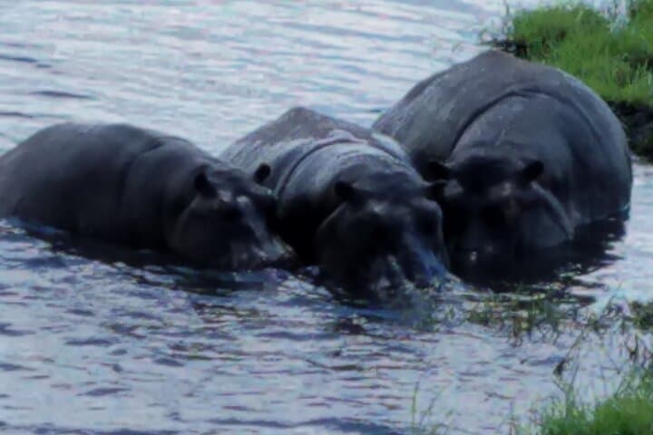 Chobe Day Trip from Livingstone — Kasane Safari & Chobe River Cruise photo 4