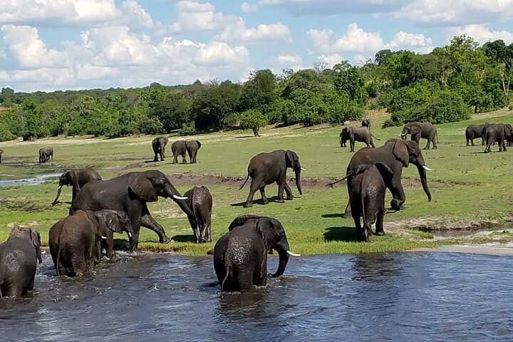 Chobe Day Trip from Livingstone — Kasane Safari & Chobe River Cruise photo 5