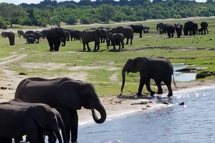 Chobe Day Trip from Livingstone — Kasane Safari & Chobe River Cruise photo 6