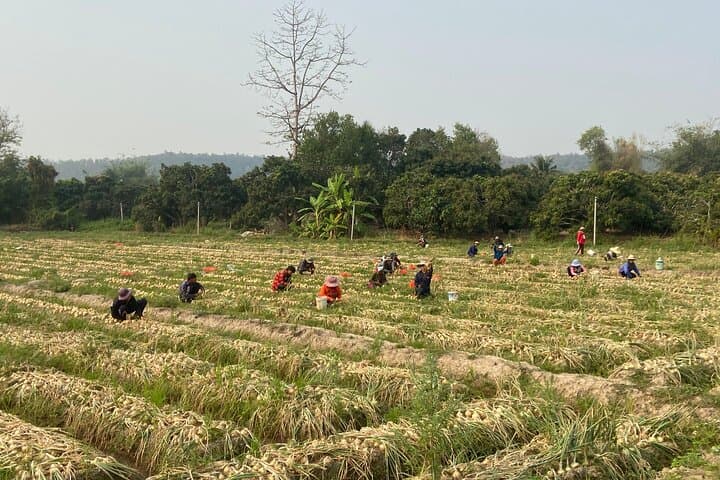 Half-Day E-Bike Mae Wang: Hilly Chiang Mai Ride to the Four Buddhas photo 4
