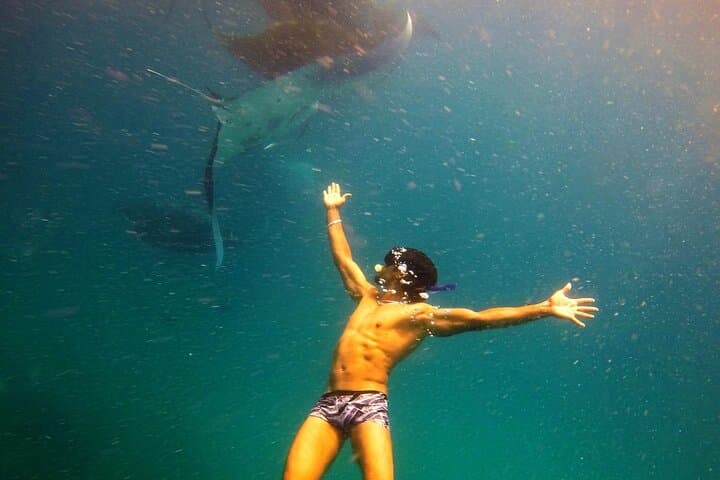 Snorkel Hanifaru Bay: Swim with Manta Rays & Whale Sharks in the Maldives photo 3