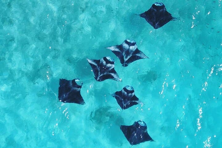 Snorkel Hanifaru Bay: Swim with Manta Rays & Whale Sharks in the Maldives photo 6