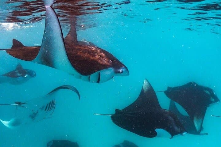 Snorkel Hanifaru Bay: Swim with Manta Rays & Whale Sharks in the Maldives