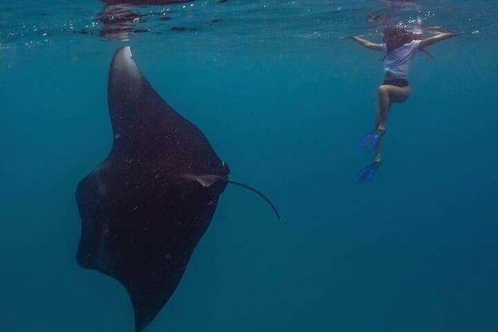 Snorkel Hanifaru Bay: Swim with Manta Rays & Whale Sharks in the Maldives photo 2