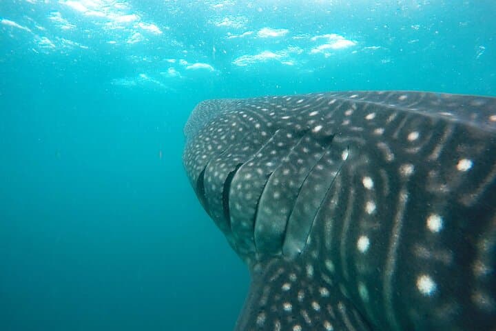 Snorkel Hanifaru Bay: Swim with Manta Rays & Whale Sharks in the Maldives photo 4