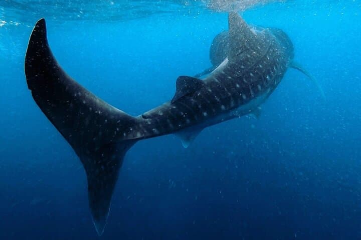 Snorkel Hanifaru Bay: Swim with Manta Rays & Whale Sharks in the Maldives photo 5