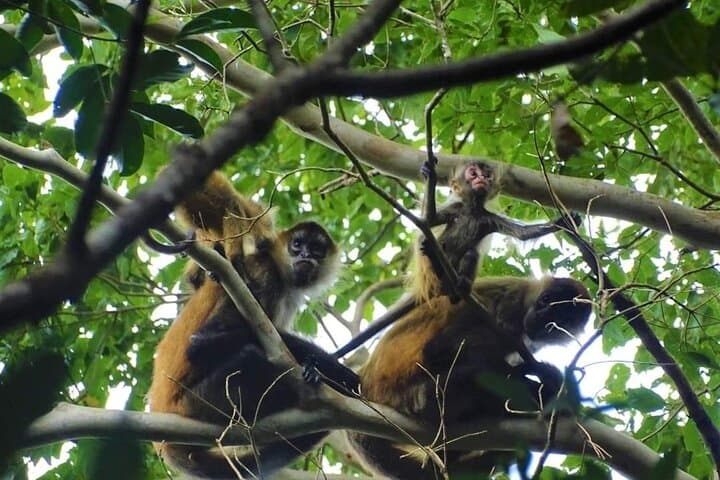 Rincón de la Vieja Volcano Hike & Hot Springs — Full-Day Guided Adventure photo 5