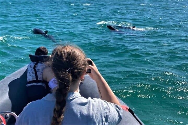Dolphin Watching in Setúbal: Sado Estuary Boat Tour to See Wild Bottlenose Dolphins photo 1