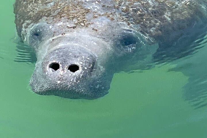 Egmont Key Snorkeling & Shelling: 2.5-Hour Private Tour from St. Petersburg photo 3