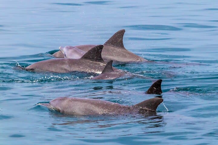 Kisite Marine Park Dolphin Watch & Snorkeling at Wasini Island photo 4