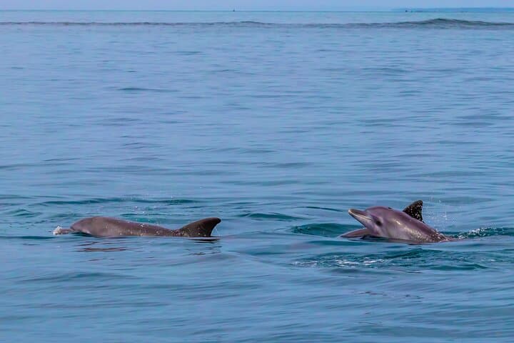 Kisite Marine Park Dolphin Watch & Snorkeling at Wasini Island photo 6