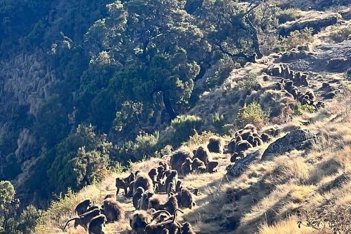 3-Day Simien Mountains Trek: Sankaber to Imet Gogo & Jinbar Falls photo 1
