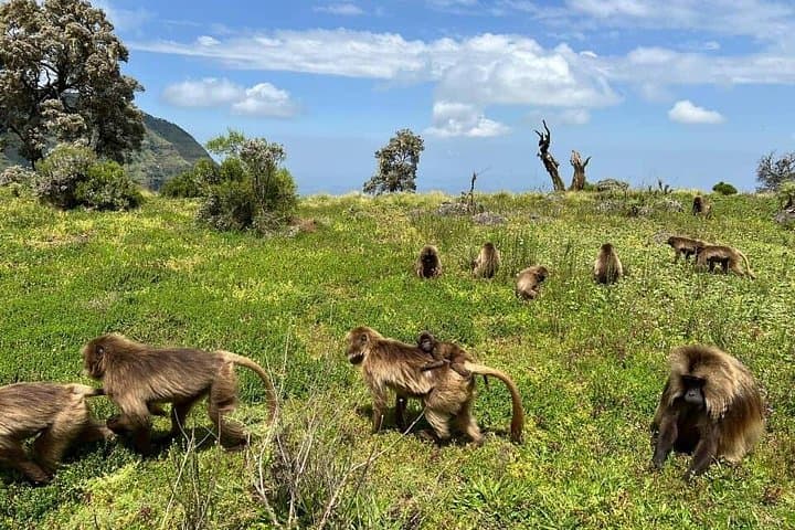 4-Day Simien Mountains Trek: High-Plateau Trails, Gelada Baboons & Walia Ibex