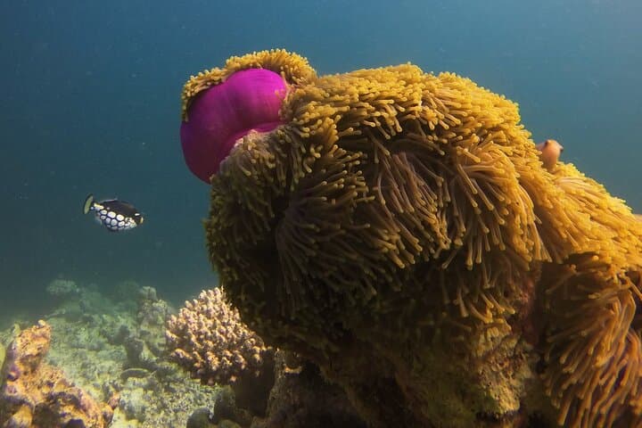 Discover Scuba Diving in Dharavandhoo — Beginner Open-Water Intro in the Maldives photo 3