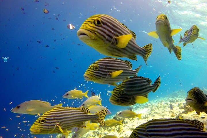 Discover Scuba Diving in Dharavandhoo — Beginner Open-Water Intro in the Maldives photo 4