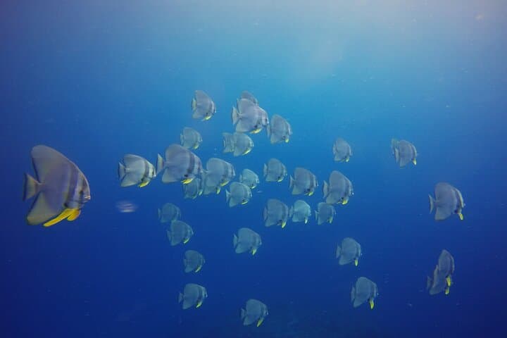 Discover Scuba Diving in Dharavandhoo — Beginner Open-Water Intro in the Maldives photo 6