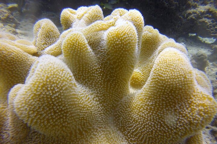 Discover Scuba Diving in Dharavandhoo — Beginner Open-Water Intro in the Maldives photo 5