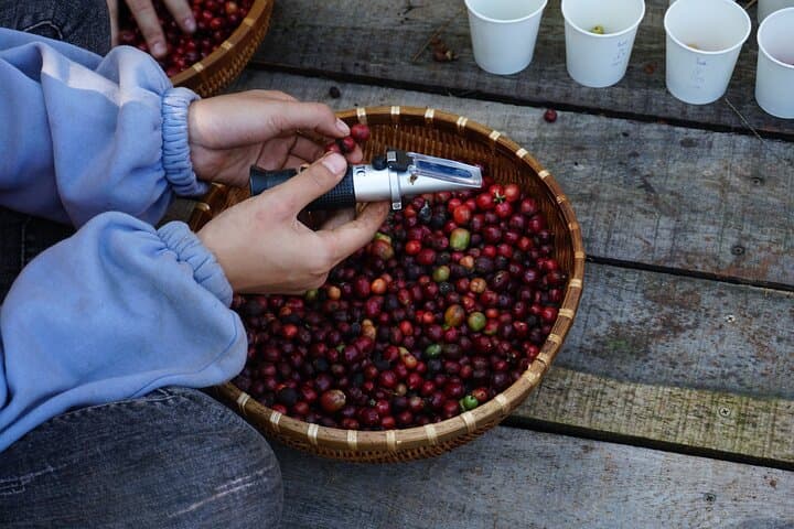 Dalat Coffee Plantation Tour from Elephant Falls — Tám Trình Coffee Experience photo 3