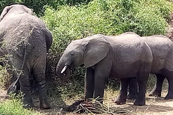 Private 3-Day Murchison Falls Safari: Big Five, Rhino Tracking & Nile Boat Cruise photo 1