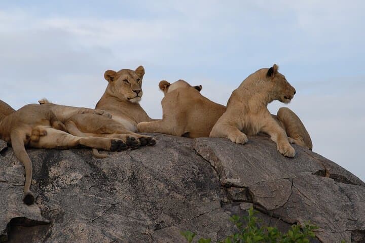 Northern Tanzania 5-Day Private Adventure Camping Safari: Serengeti, Ngorongoro & Tarangire photo 2