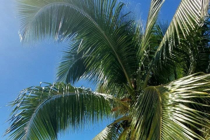 Circle Moorea: Private Full-Day Island Tour With Lookouts, Bays, and Local Flavors