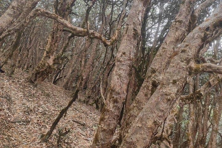 Shivapuri National Park Day Hike from Kathmandu — Nagi Gompa to Baghdwar photo 2