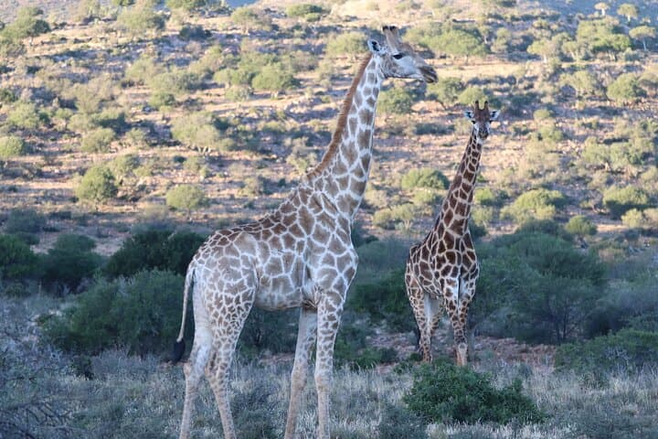 5-Day Private Luxury Garden Route Safari from Cape Town to Port Elizabeth photo 5