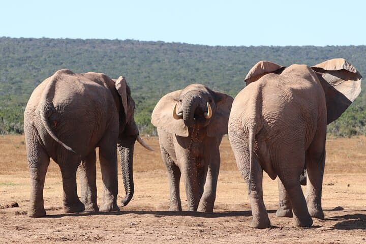 5-Day Private Luxury Garden Route Safari from Cape Town to Port Elizabeth photo 6