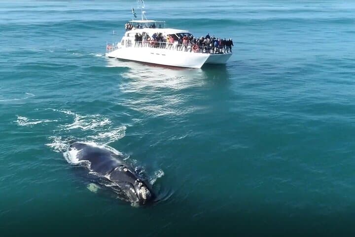 Cape Town to Hermanus Whale Watching: Full-Day Catamaran Experience