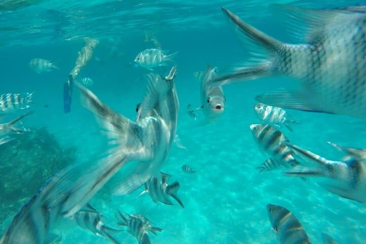 Mnemba Island Snorkeling Adventure — Clear Reefs & Marine Life off Zanzibar photo 6