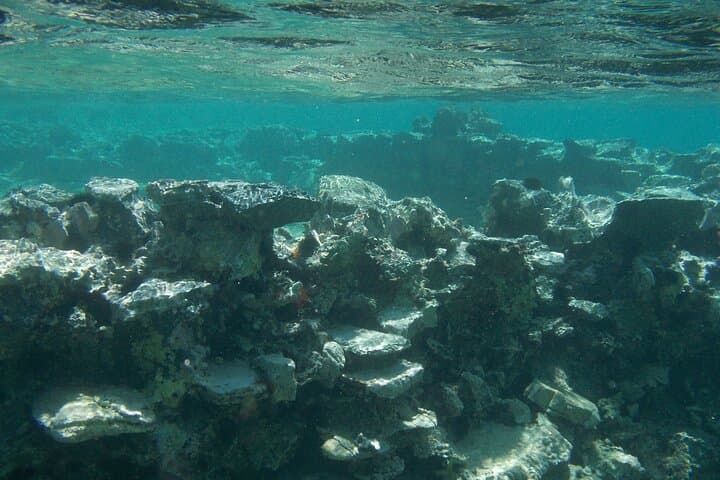 Beginner Snorkel in Mirabello Bay with the Blue Dolphin Team photo 5