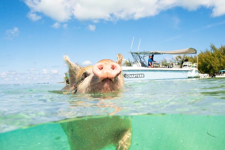Pink Sands Beach and Swimming Pigs Day Trip from Nassau photo 2