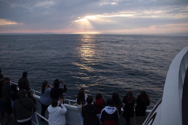 Monterey Whale Watching Tour: Experience the Majestic Giants of the Pacific photo 4