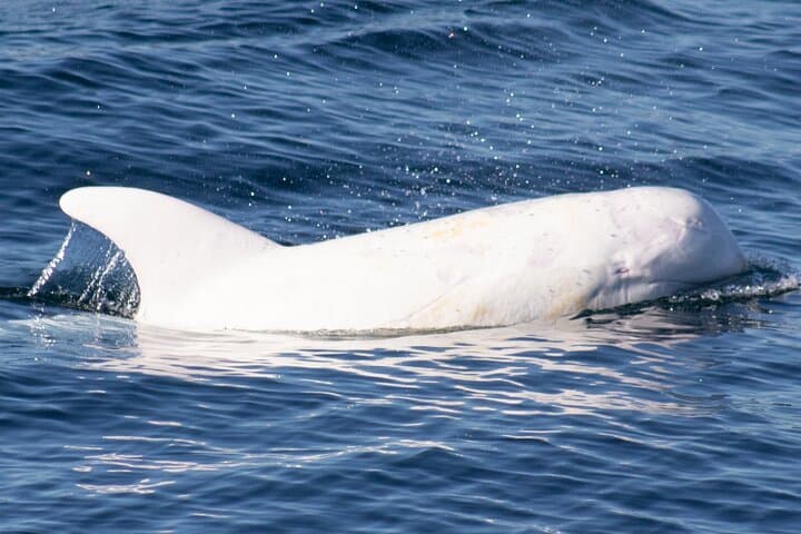 Monterey Whale Watching Tour: Experience the Majestic Giants of the Pacific photo 5