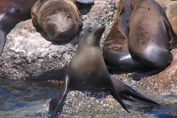 Monterey Whale Watching Tour: Experience the Majestic Giants of the Pacific photo 6