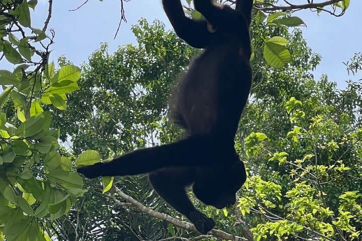 Monkey Island Rainforest Wildlife Tour from Panama City photo 4