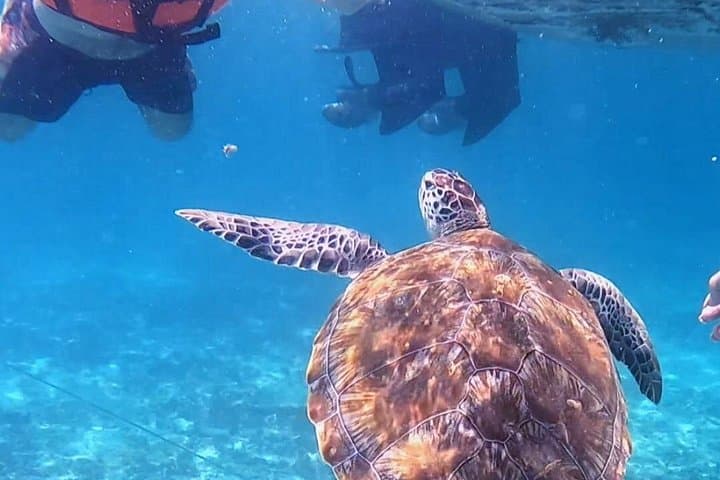 Snorkel the Tulum Reef: 1.5-Hour Boat Trip to Ruins and Turtles photo 4