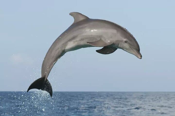 Sunset Dolphin Watching Cruise in the Adriatic Sea (Rovinj) photo 2