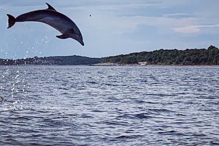 Sunset Dolphin Watching Cruise in the Adriatic Sea (Rovinj) photo 5