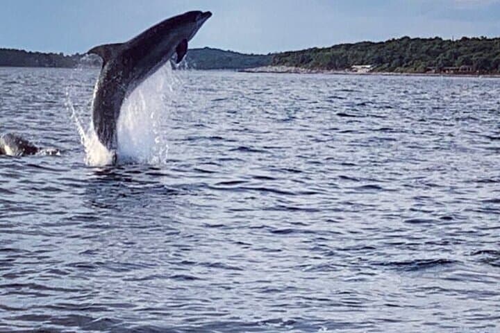 Sunset Dolphin Watching Cruise in the Adriatic Sea (Rovinj) photo 6