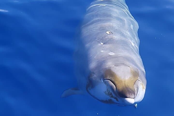 Kona Pelagic Whale Watch — Big Island Offshore Wildlife Tour photo 4