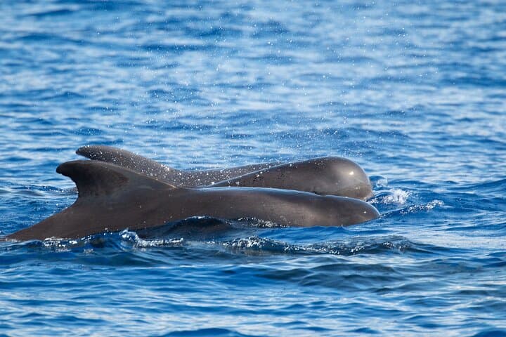 Kona Pelagic Whale Watch — Big Island Offshore Wildlife Tour photo 6