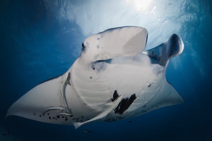 Bora Bora Morning 2-Tank Dives: Manta Rays, Shark Passes & Coral Gardens