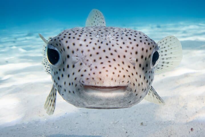 Introductory Scuba Dive in Bora Bora Lagoon: Coral Gardens & Tropical Fish photo 6