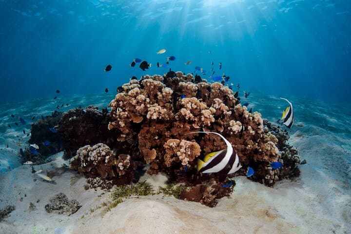 Introductory Scuba Dive in Bora Bora Lagoon: Coral Gardens & Tropical Fish photo 4