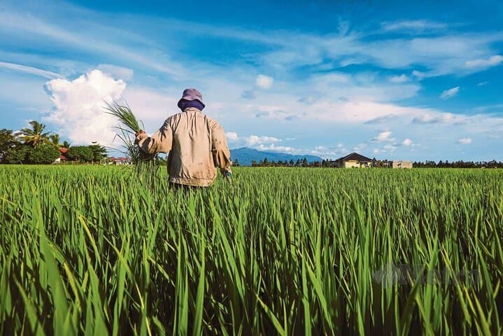 Paddy Field Experience in Tanjong Karang: Hands-On Rice Farming Tour photo 6