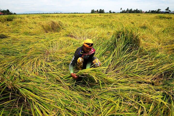 Paddy Field Experience in Tanjong Karang: Hands-On Rice Farming Tour photo 5