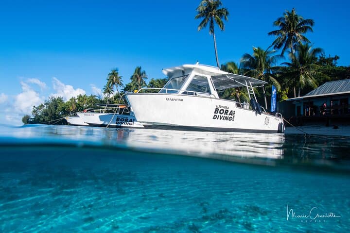 Private Afternoon Dive in Bora Bora — Private Boat & Instructor photo 2